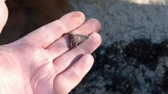 A 50-million-year-old shark's tooth was found during the fortification of Kiev