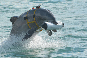 Dolphins – Russia trains marine mammals at a military base in the Black Sea