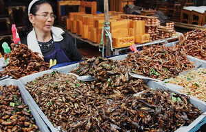 Eating insects can help cope with climate change: as much as possible