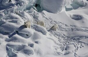 Scientists have found a “secret” population of polar bears in Greenland