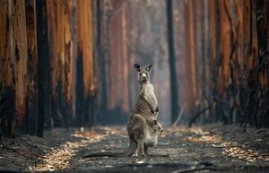 The giant fossil kangaroo was not associated with modern Australian animals