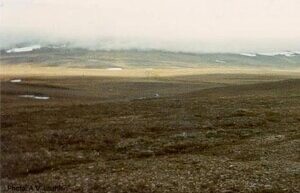 The Siberian tundra may disappear due to global warming