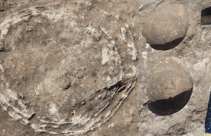 Paleontologists have found a dinosaur egg inside another egg