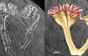 Paleontologists have found the first predatory animal in Great Britain