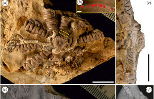 A new species of ancient creatures was named in honor of Zelenskyi