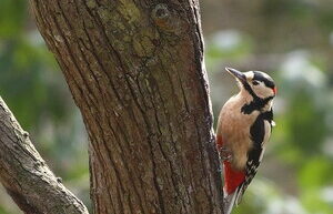 Scientists have revealed why woodpeckers do not get concussions