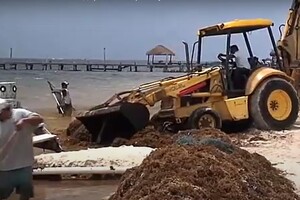 Environmental disaster: Millions of tons of decomposing sargassum covered the Atlantic Ocean.