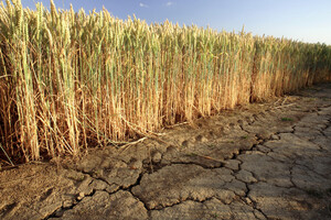 China is going to artificially induce rains to protect crops from drought