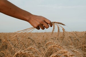 The occupiers stole 200,000 tons of new crop grain from the farmers of Donetsk region