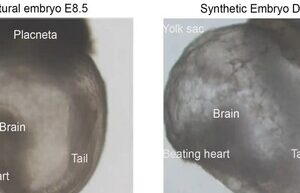 Scientists have created the world's first “synthetic embryos”