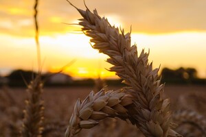 India's government promised to “feed the world”, but now they have to import wheat themselves – Bloomberg