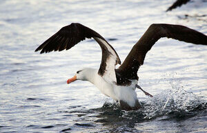 “Divorce” in albatrosses turned out to be related to the character of the male