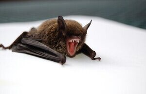 A new dangerous strain of coronavirus was found in bats in Russia