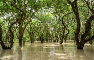 Scientists have found trees that retain greenhouse gases for thousands of years