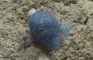 Scientists found a mysterious “blue slime” at the bottom of the Caribbean Sea