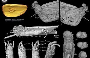 Scientists have found a new species of insect 35 million years old in amber