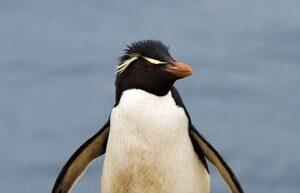 Straight-crested penguins lose their first-borns: scientists have named the reason