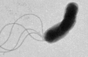 Scientists managed to find out how bacteria move