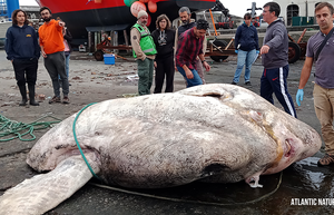 A giant moonfish from the Azores set a world record