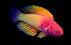 Scientists have discovered a new species of fish that are born as females and become males