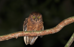 Scientists discovered a new species of owl in Africa