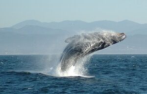 Scientists have calculated how much microplastic is eaten by blue whales